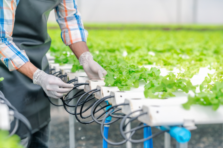 Como montar uma horta sustentável com materiais recicláveis em casa